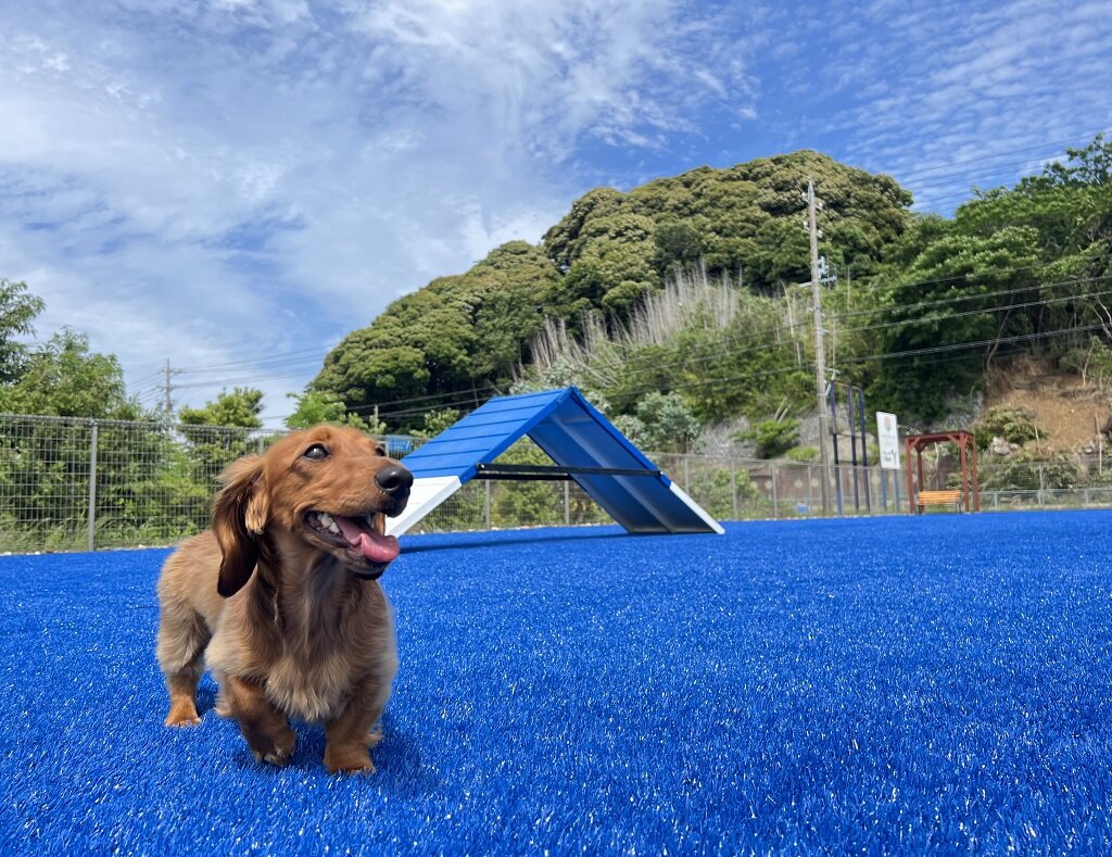 dog park ～夕凪～