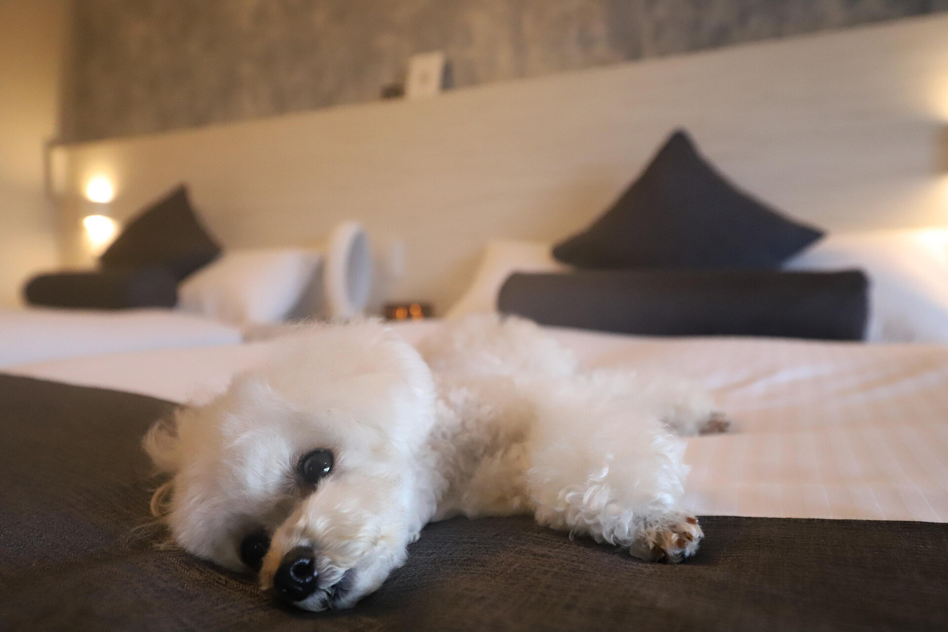 Night care + bedtime with your dog