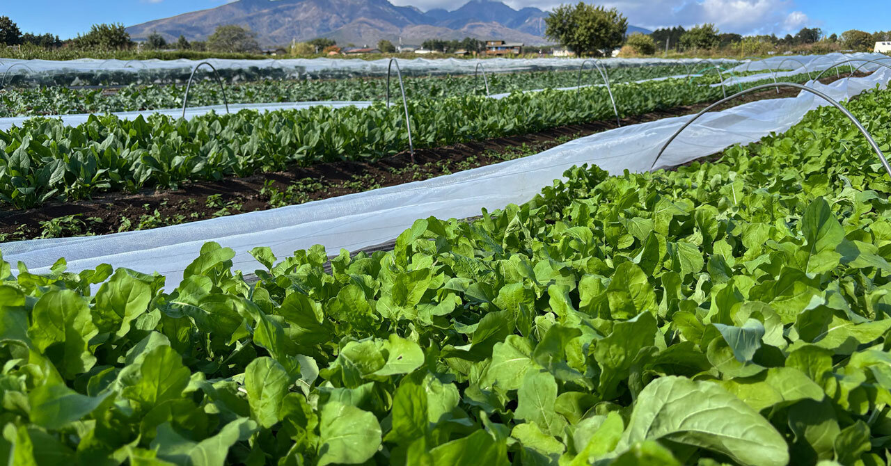 【清里高原ホテル】有機JAS認証栽培農場で野菜収穫体験（～2025年11月29日まで）