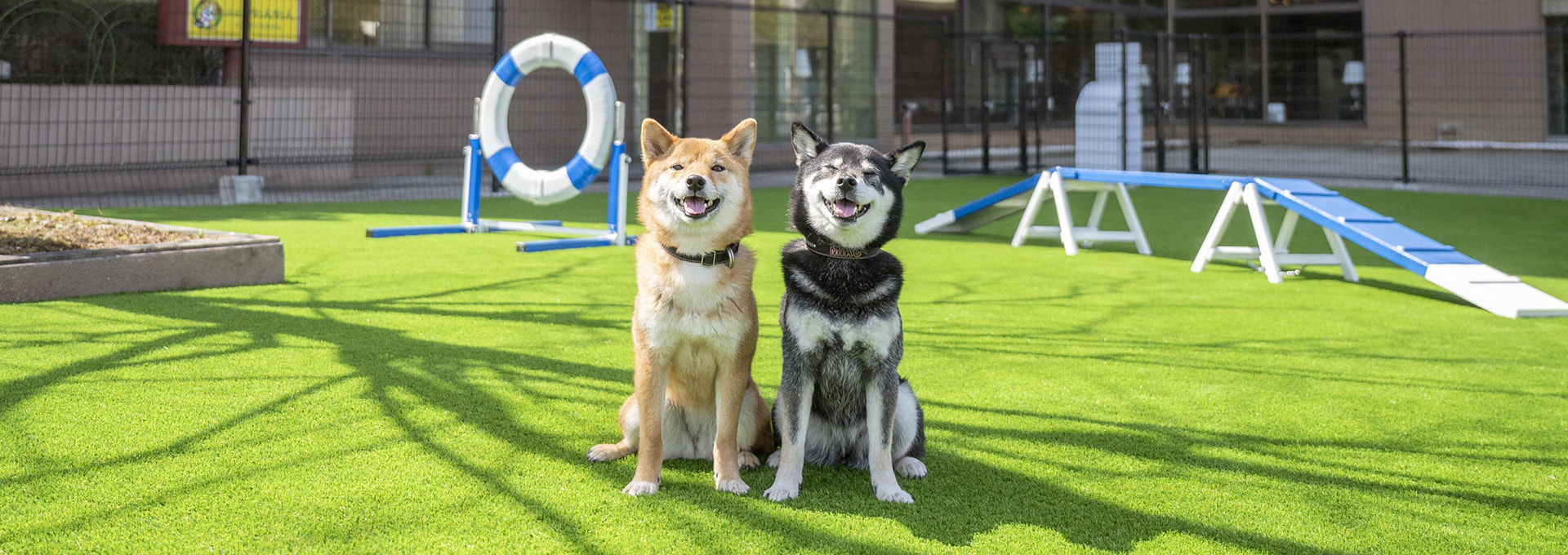 dog park で横並びの2頭のわんちゃん（ペット）。笑顔です。